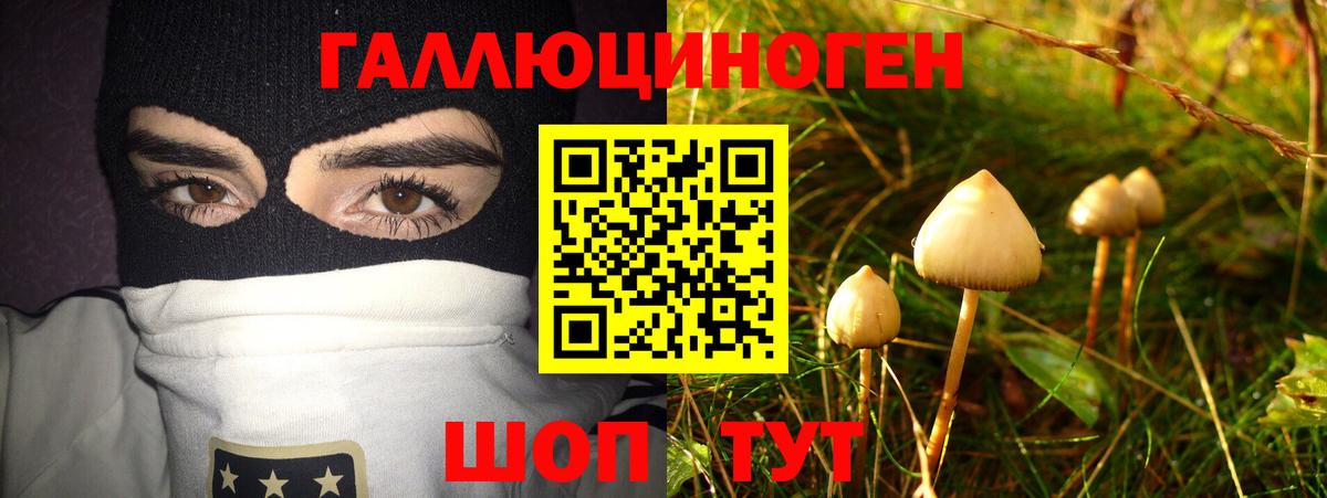 Псилоцибиновые грибы Psilocybe Усть-Джегута